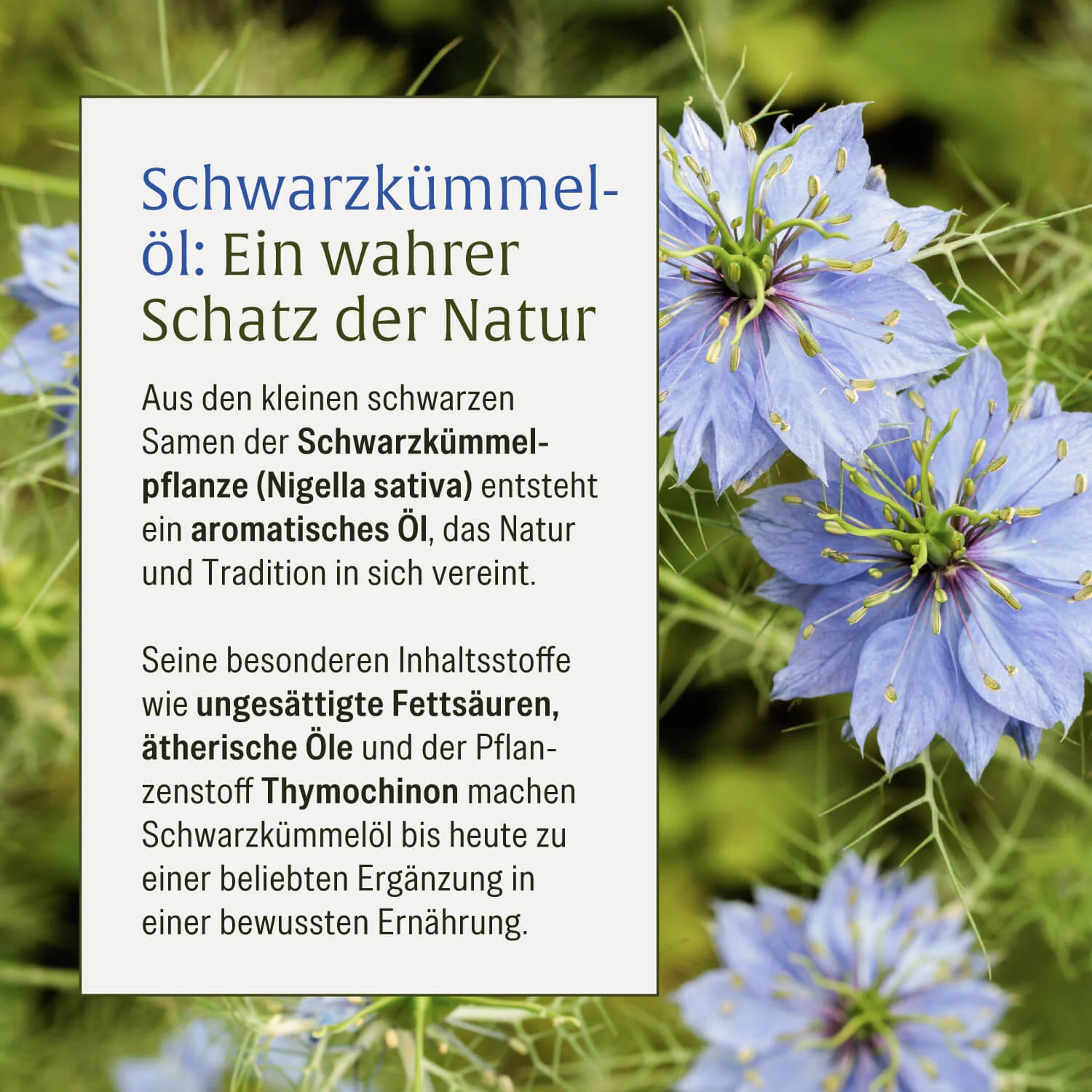 Schwarzkümmel: Schwarzkümmelöl aus Syrien - Image 7
